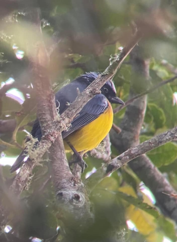 Carriker's Mountain Tanager