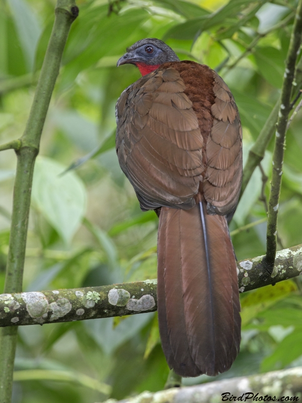 Cauca Guan