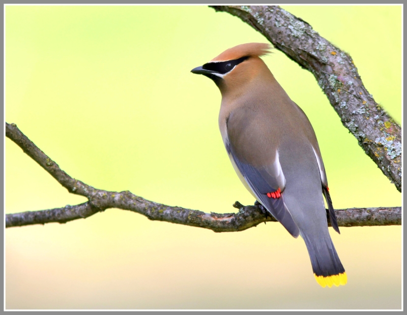 Cedar Waxwing