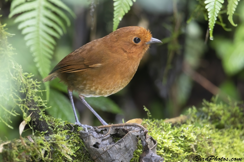 Chami Antpitta