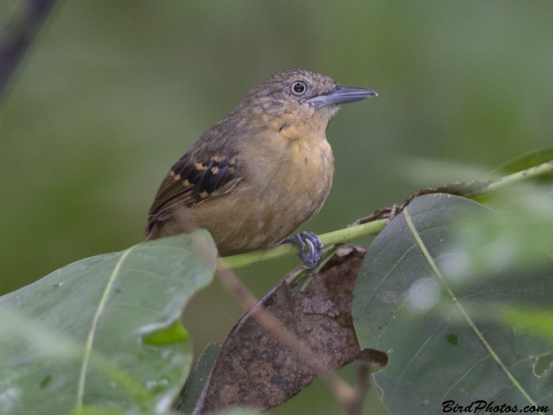 Checker-throated Stipplethroat