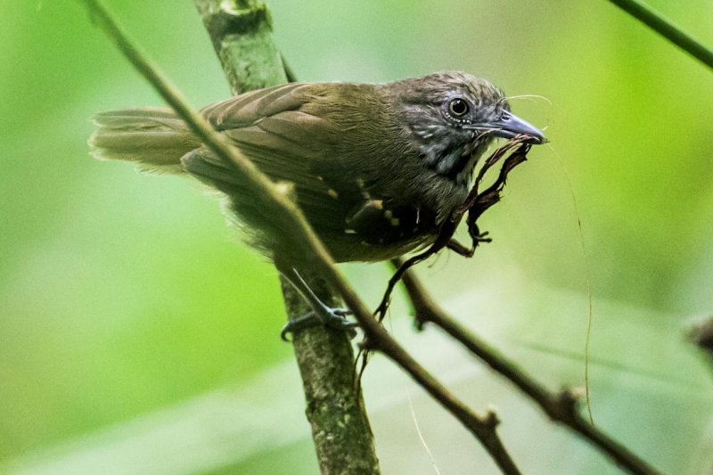 Checker-throated Stipplethroat