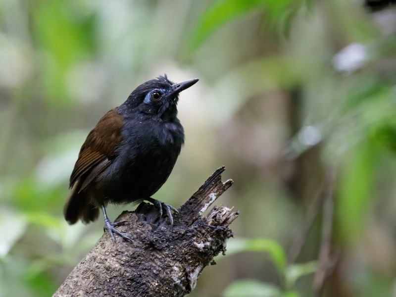 Chestnut-backed Antbird