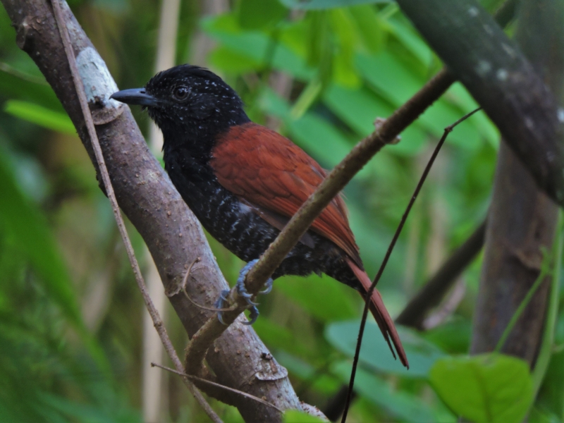 Chestnut-backed Antshrike