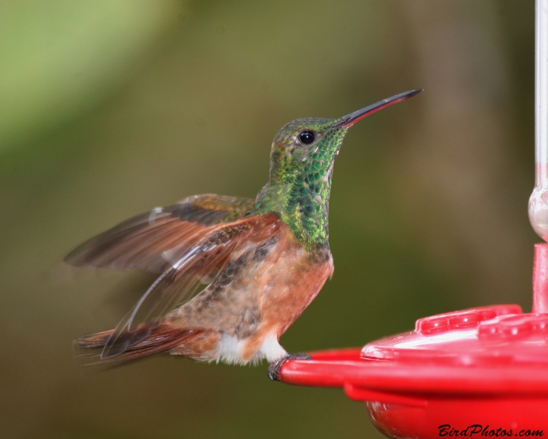 Chestnut-bellied Hummingbird