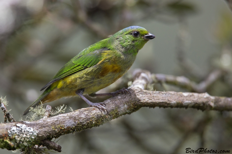 Chestnut-breasted Chlorophonia