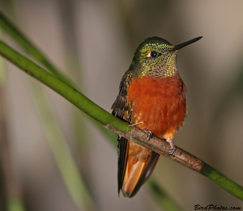 Chestnut-breasted Coronet