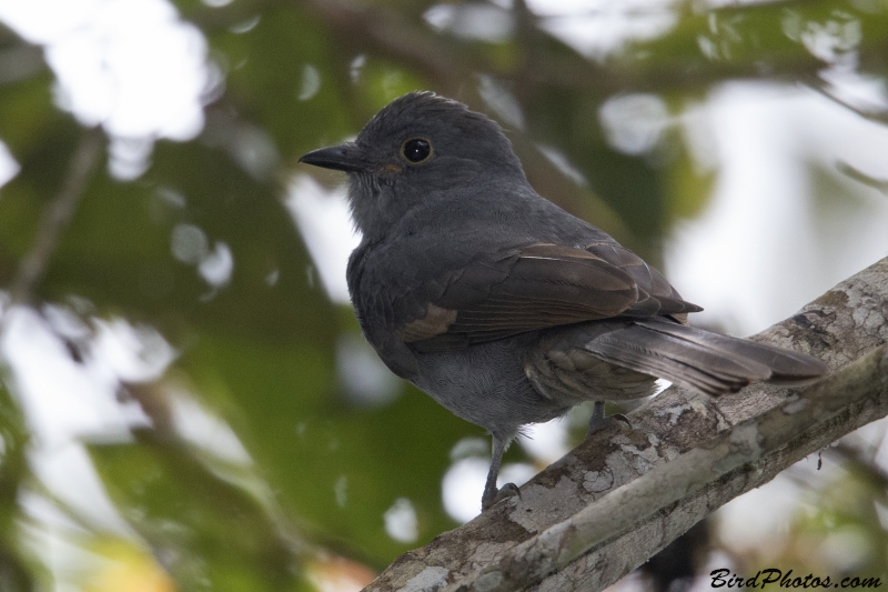 Chestnut-capped Piha