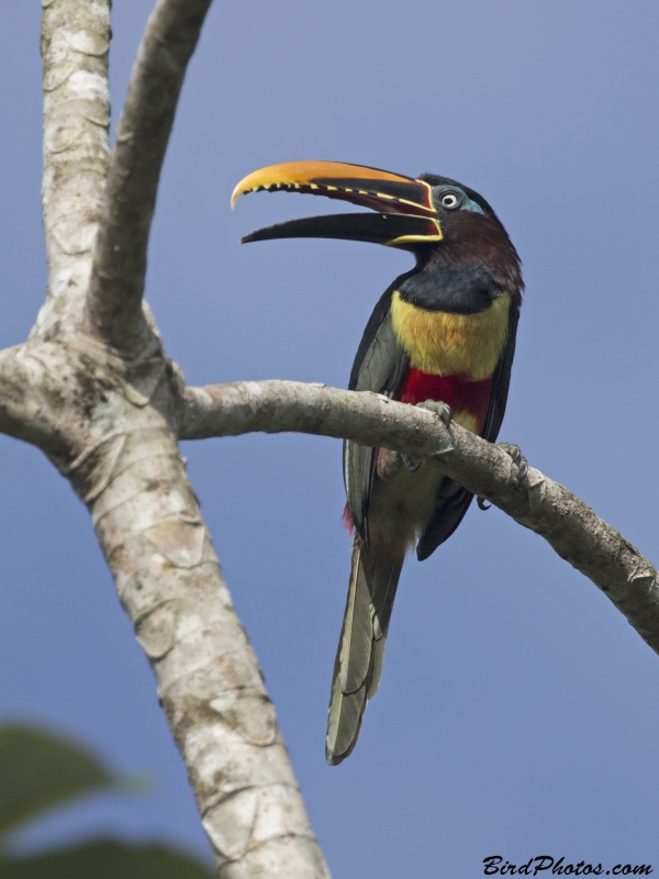 Chestnut-eared Aracari