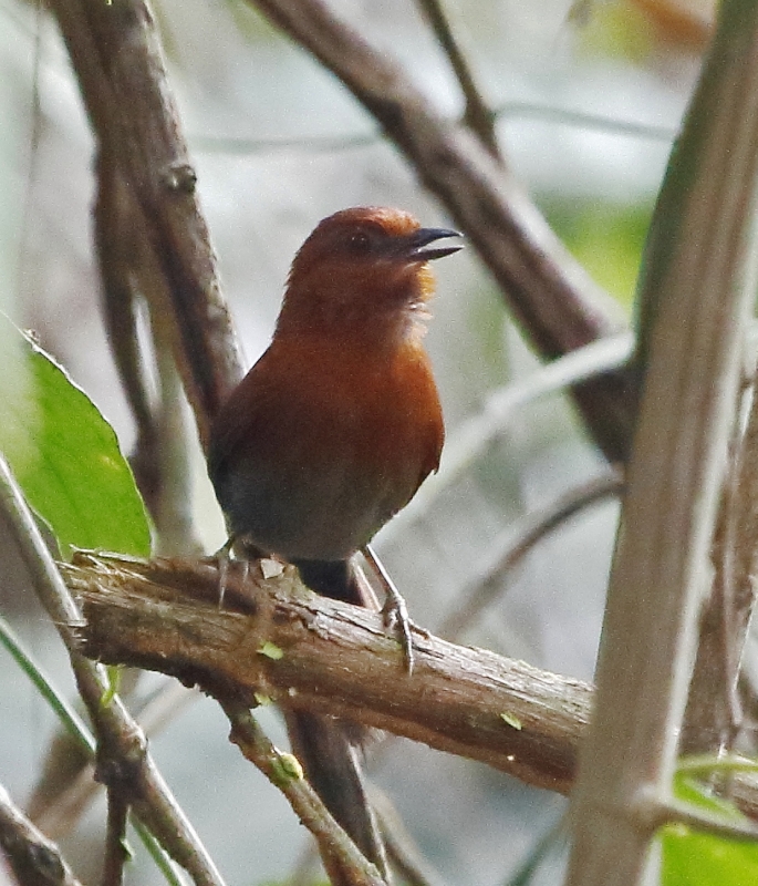 Chestnut-throated Spinetail