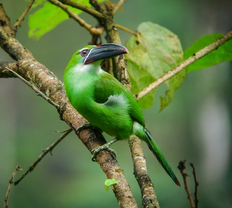 Chestnut-tipped Toucanet