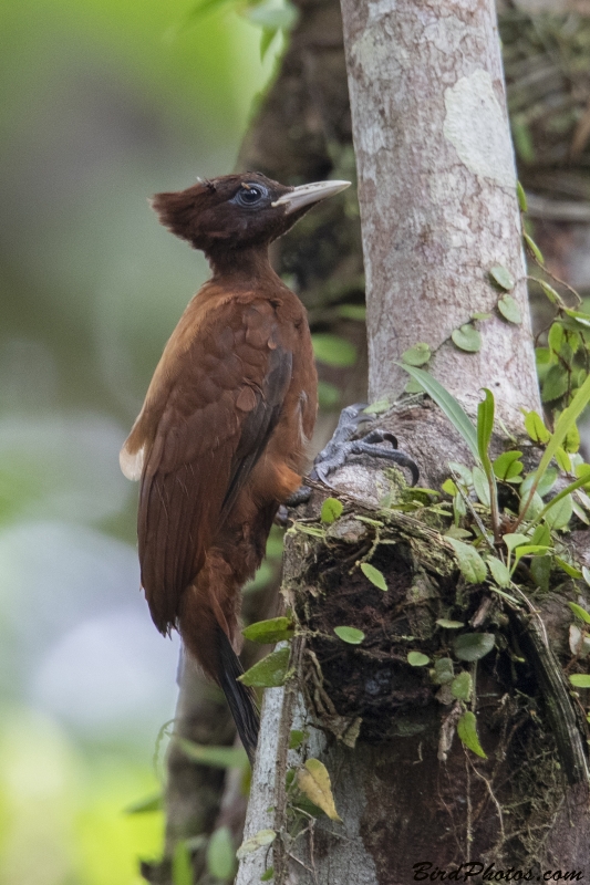 Chestnut Woodpecker