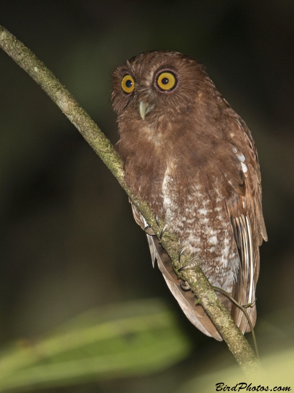 Choco Screech Owl