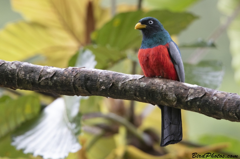 Choco Trogon