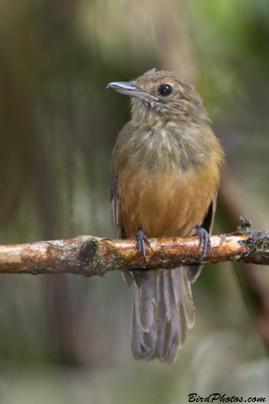 Cinereous Antshrike