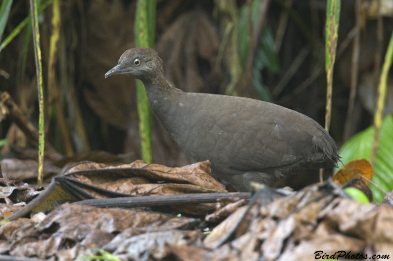 Cinereous Tinamou