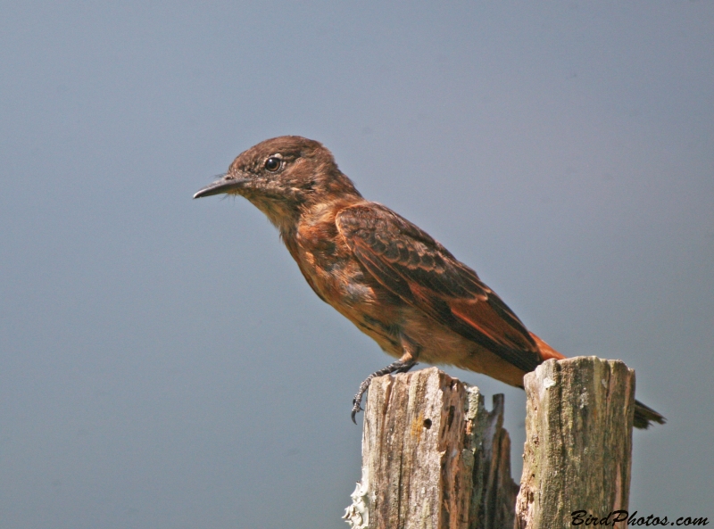 Cliff Flycatcher