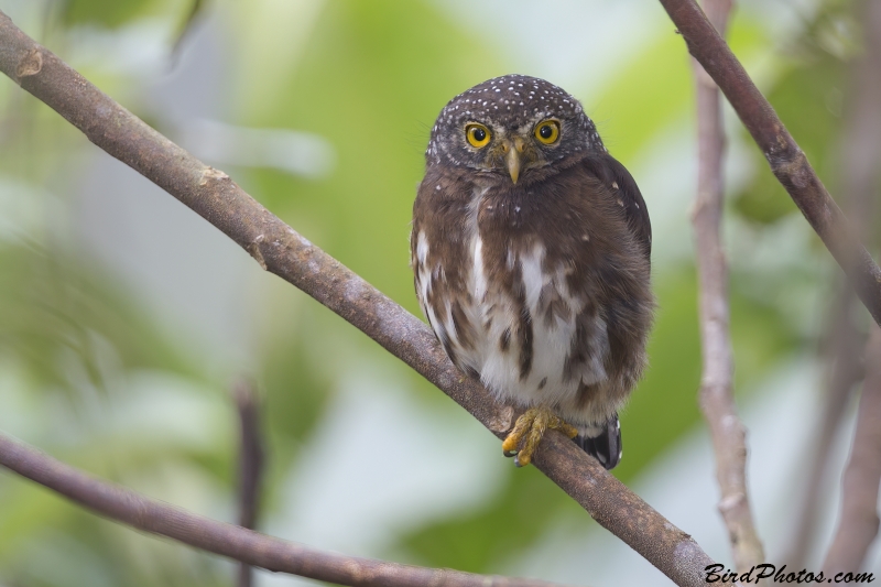 Cloud-forest Pygmy Owl