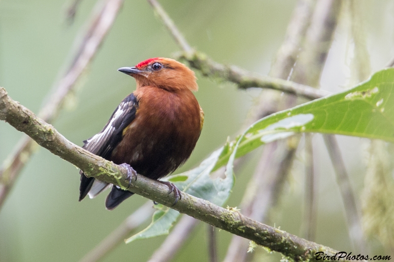 Club-winged Manakin