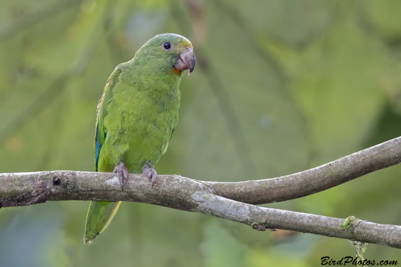 Cobalt-winged Parakeet