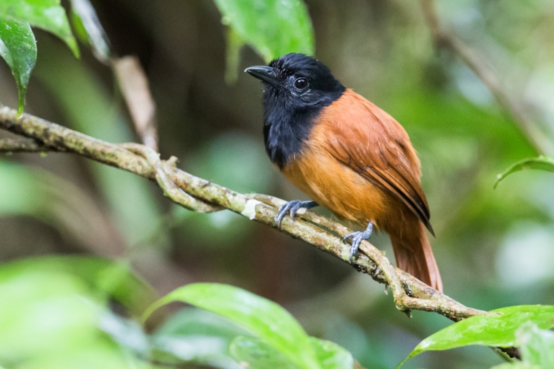 Cocha Antshrike