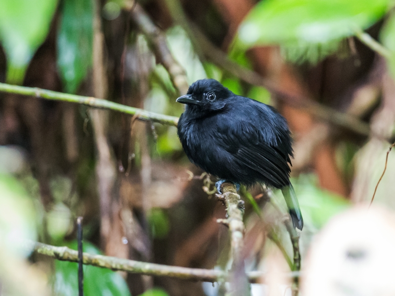 Cocha Antshrike