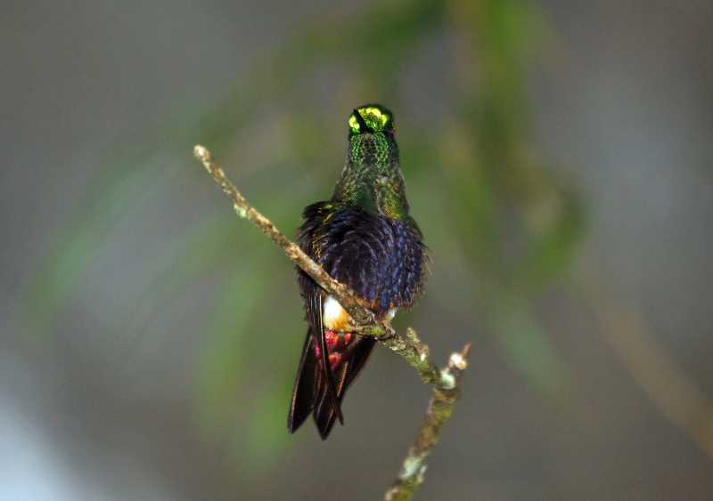 Colorful Puffleg