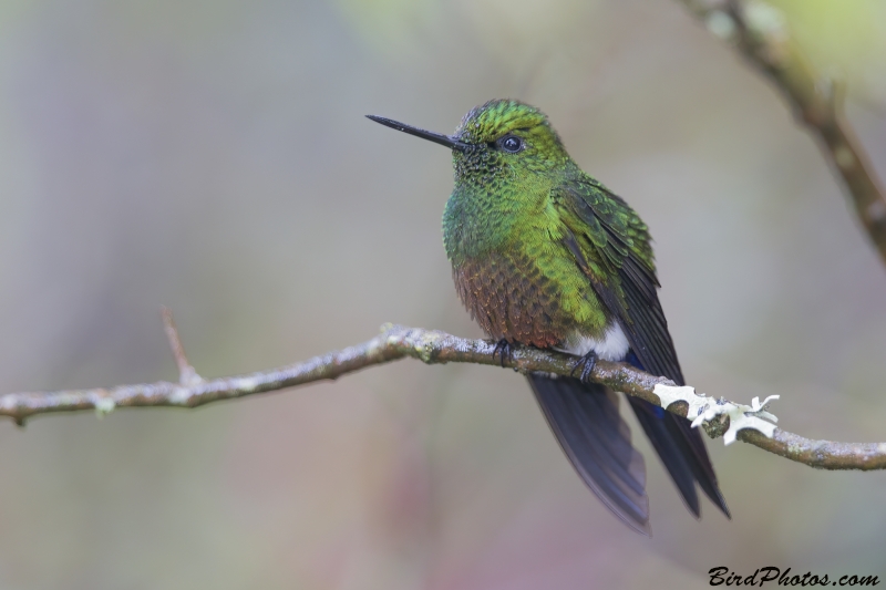 Coppery-bellied Puffleg