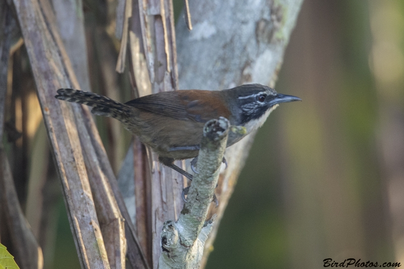 Coraya Wren