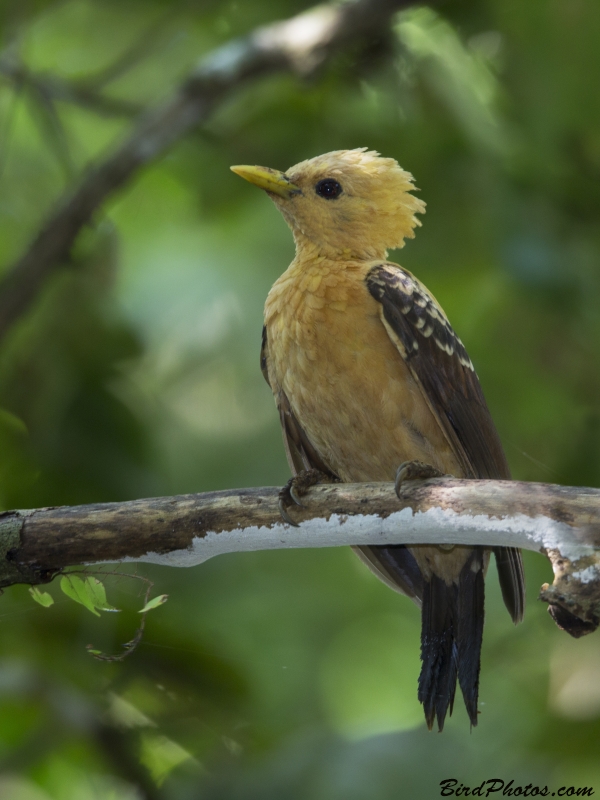 Cream-colored Woodpecker