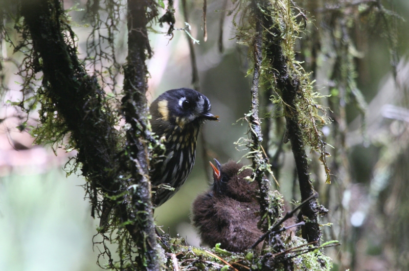 Crescent-faced Antpitta