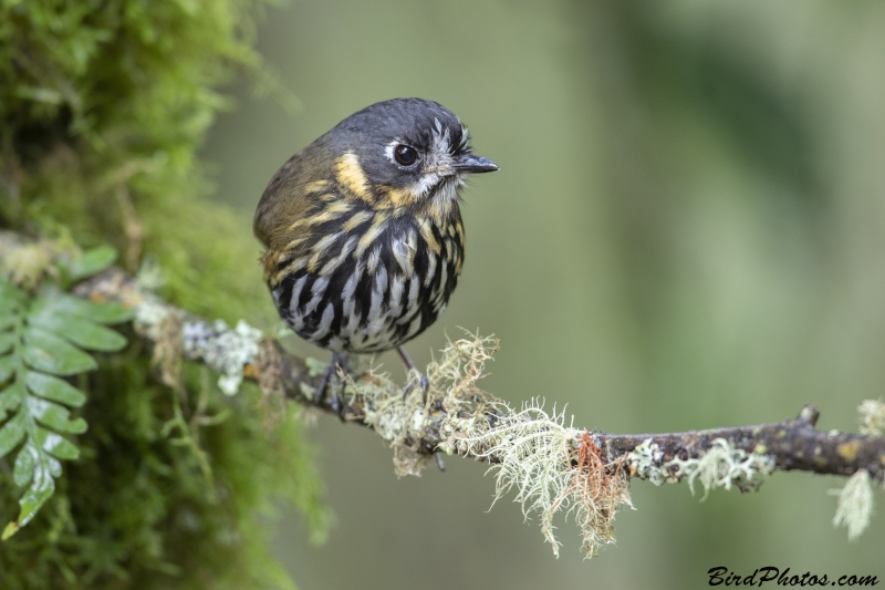 Crescent-faced Antpitta