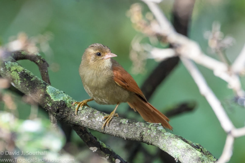 Crested Spinetail