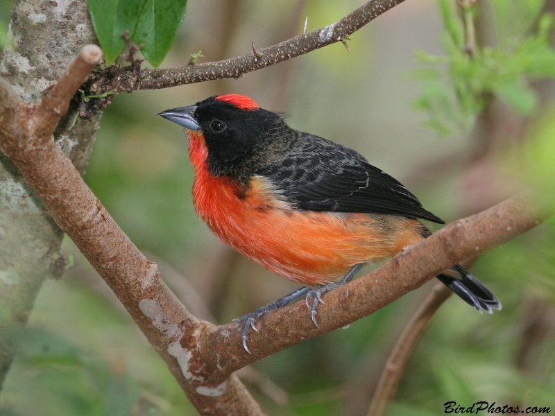 Crimson-breasted Finch