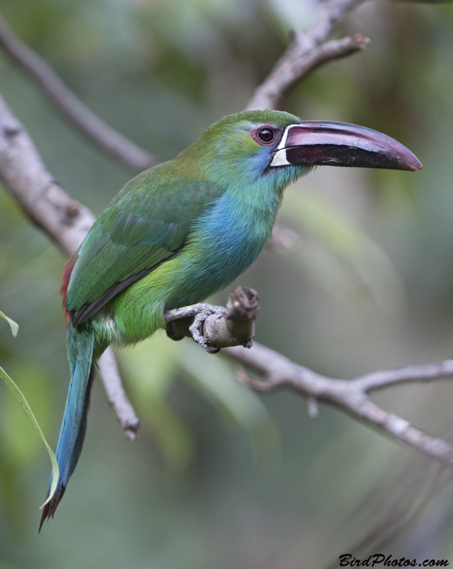 Crimson-rumped Toucanet