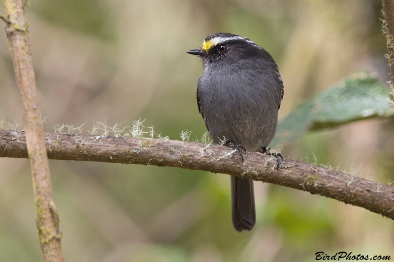 Crowned Chat-Tyrant