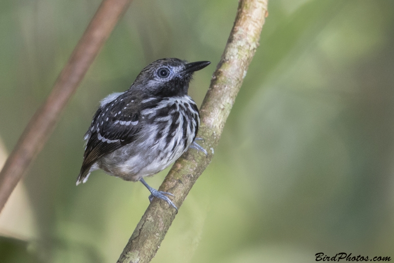 Dot-backed Antbird