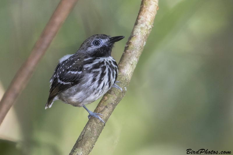 Dot-backed Antbird