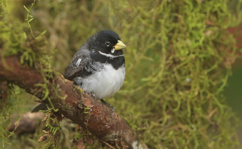 Double-collared Seedeater