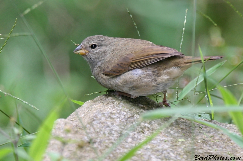 Dull-colored Grassquit