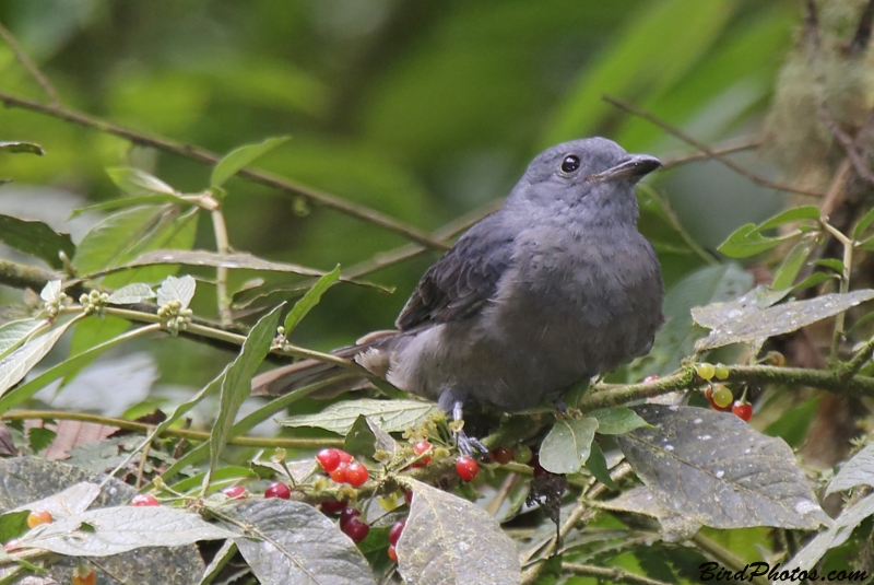 Dusky Piha