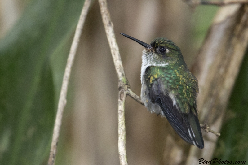 Ecuadorian Piedtail