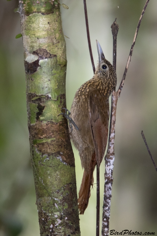 Elegant Woodcreeper