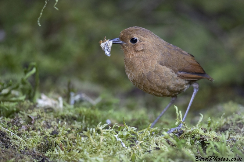 Equatorial Antpitta