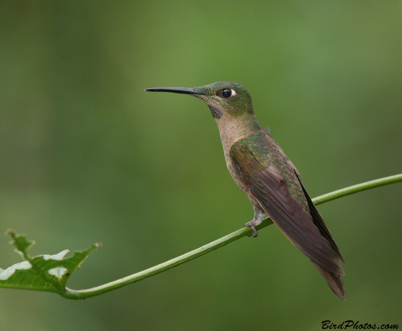 Fawn-breasted Brilliant