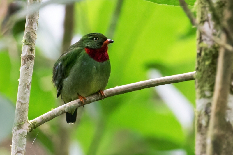 Fiery-throated Fruiteater