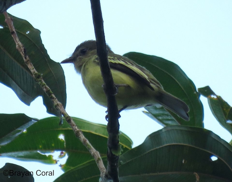 Foothill Elaenia