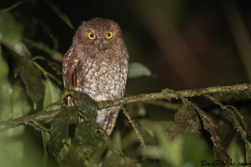 Foothill Screech Owl