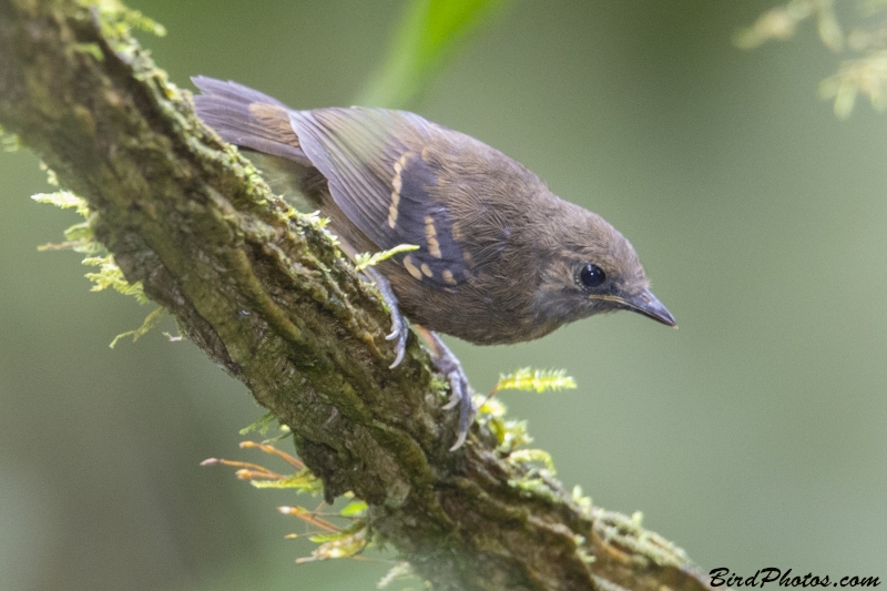 Foothill Stipplethroat