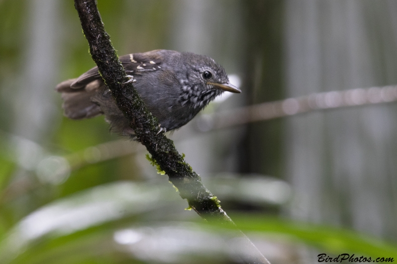 Foothill Stipplethroat